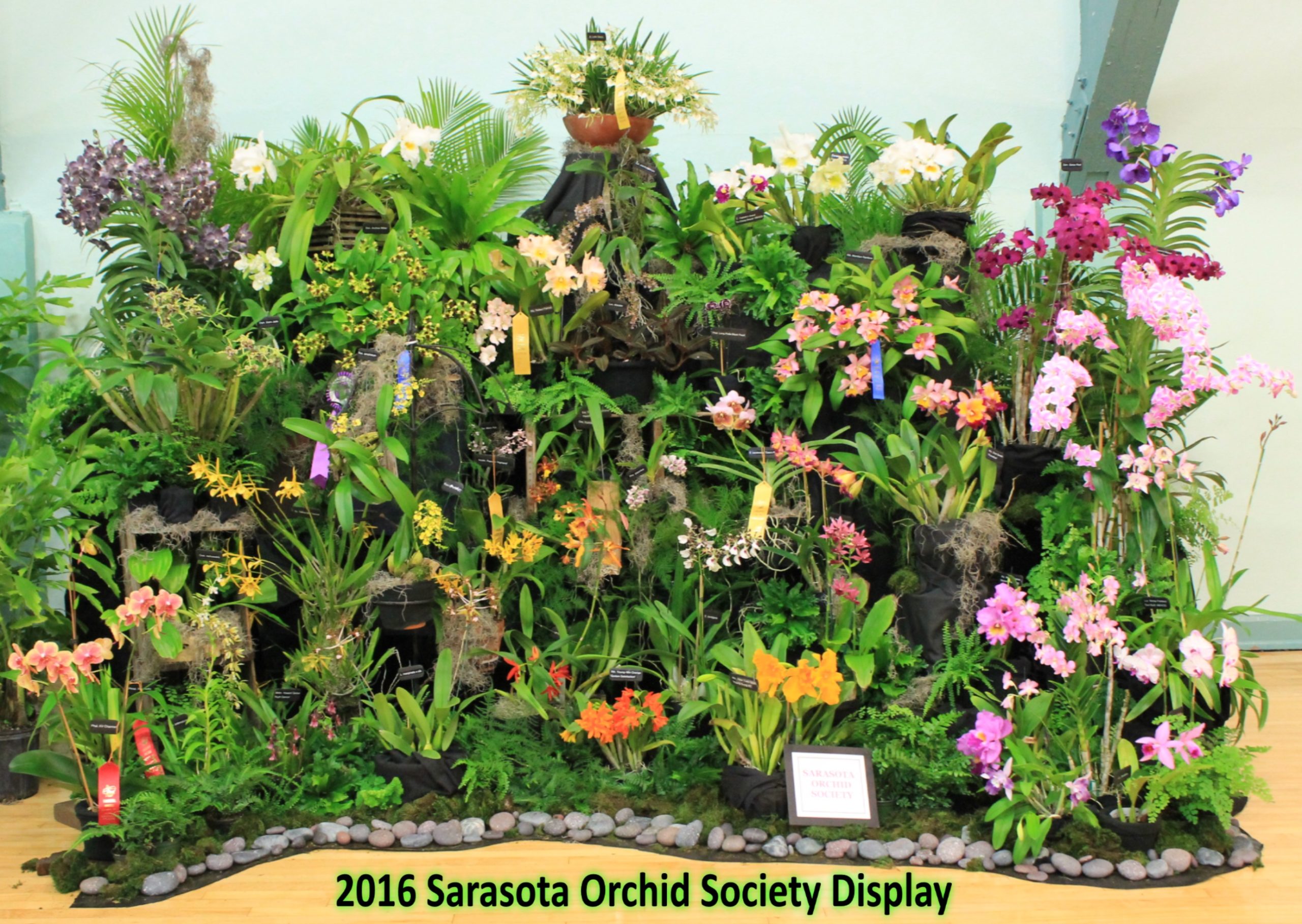 January 2016 Show – Sarasota Orchid Society Display