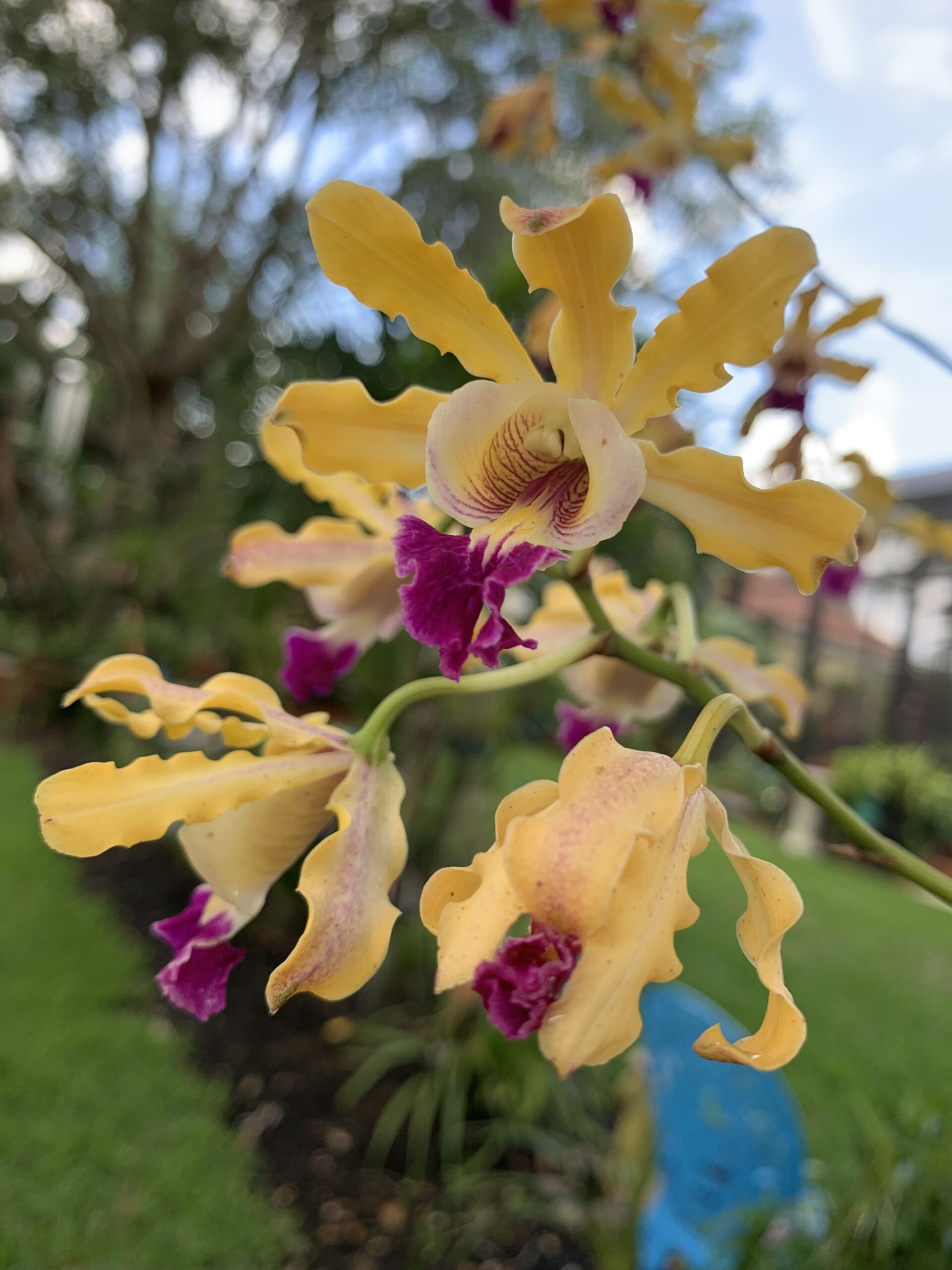 2023 Show and Sale Orchids In Paradise Sarasota Orchid Society