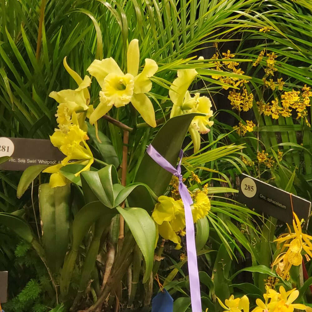 January 2023 SOS Show and Sale – Best of Cattleya Group