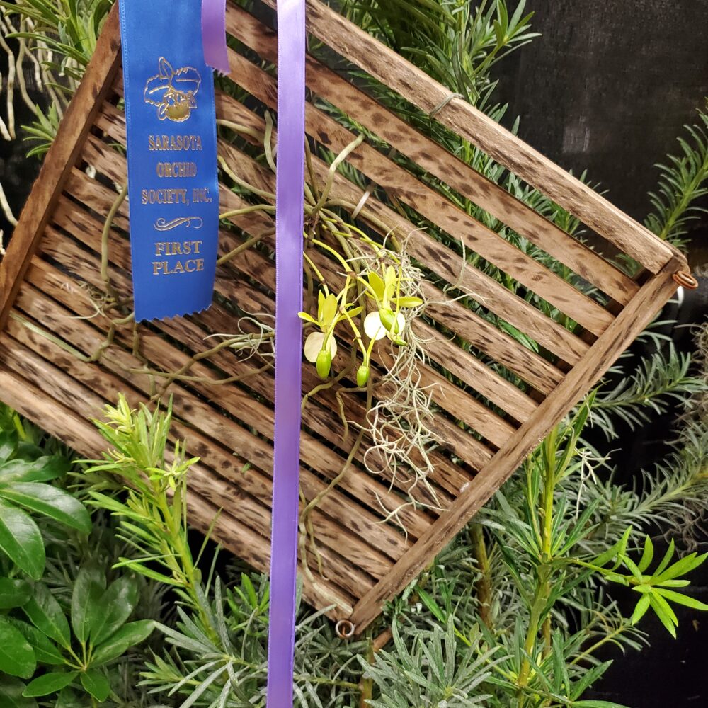 January 2023 SOS Show and Sale – Best in Vandeae Alliance excluding Phalaenopsis