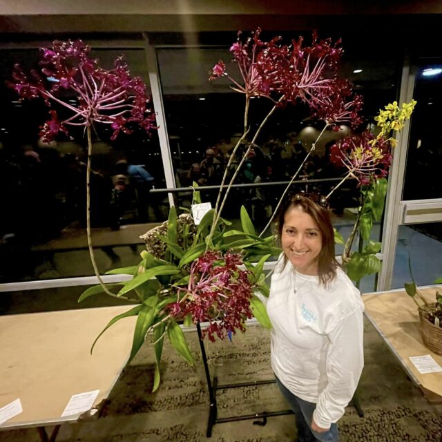 February 2024 First Place Hybrid Award Sarasota Orchid Society